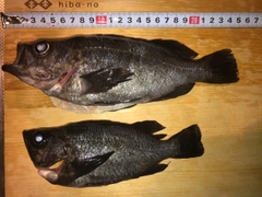 シロメバルの釣果
