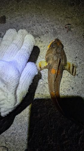 ツマグロカジカの釣果