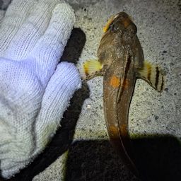 ツマグロカジカ