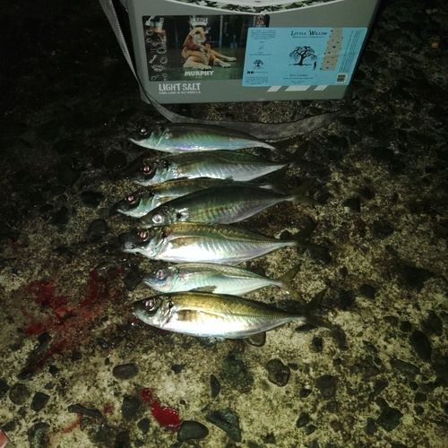 アジの釣果