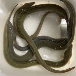 ウナギ