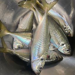 アジ