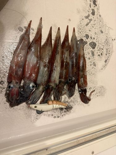ヤリイカの釣果