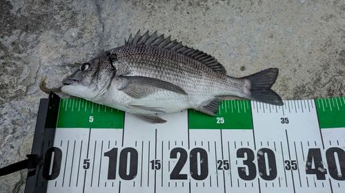 チヌの釣果