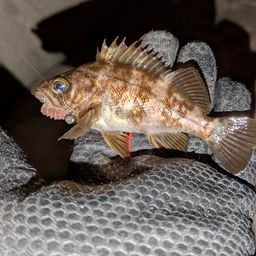 メバル