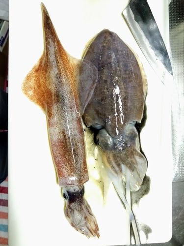 ヤリイカの釣果