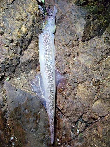 ヤリイカの釣果