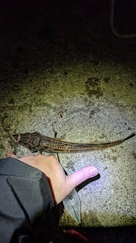 ハッカクの釣果