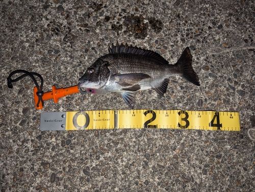 クロダイの釣果