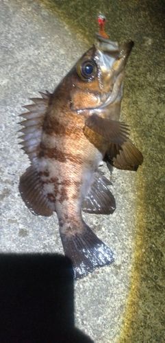 メバルの釣果