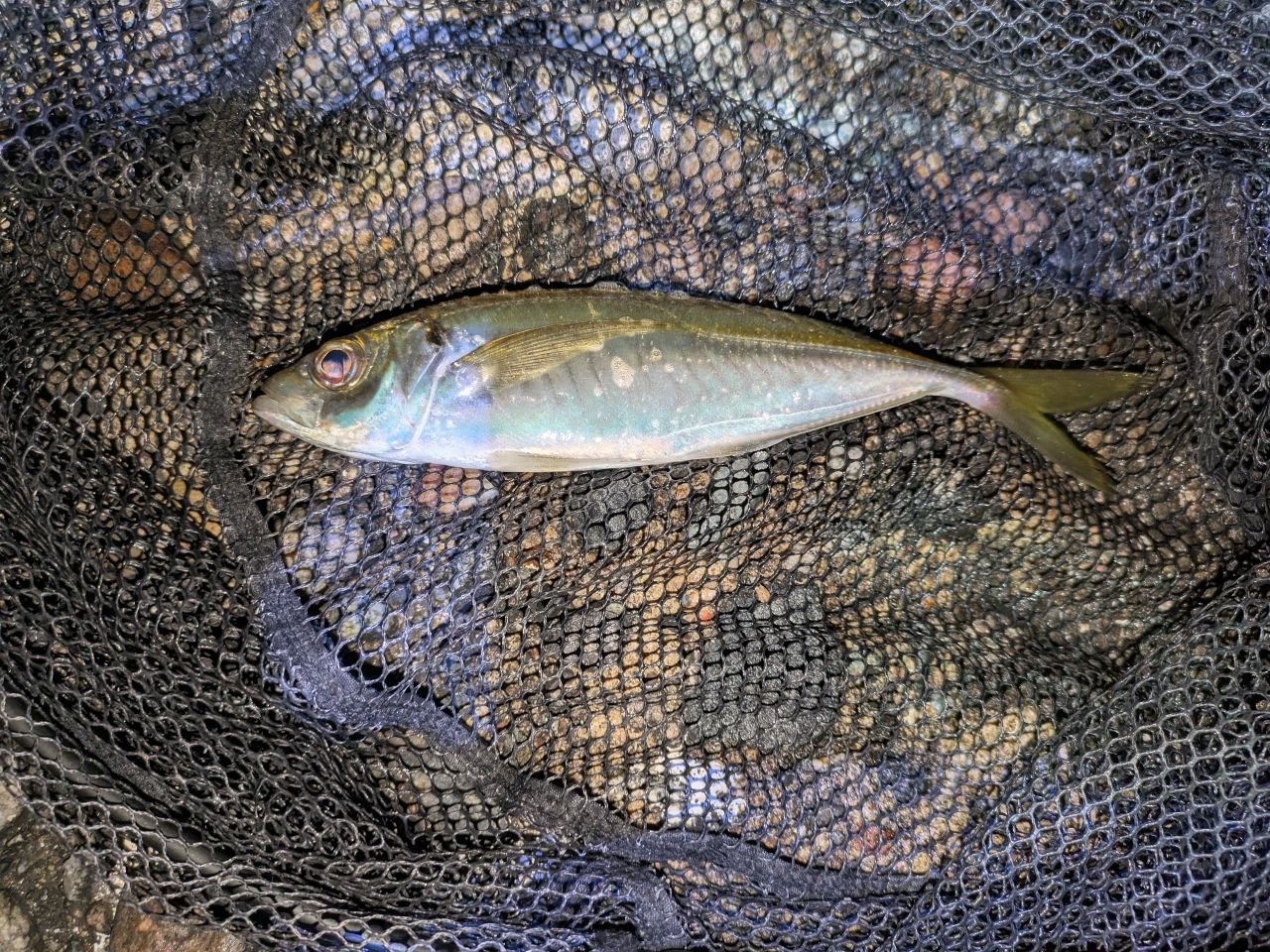アジ
