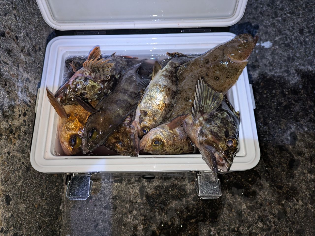 アジ