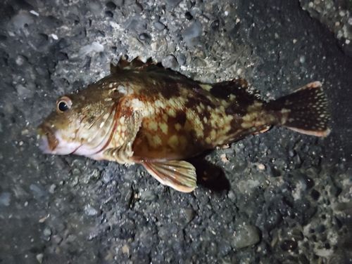 カサゴの釣果