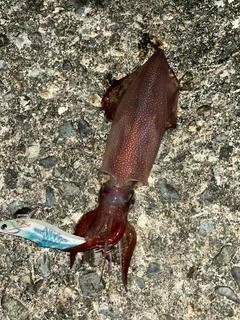 ケンサキイカの釣果