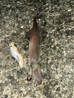 ケンサキイカの釣果