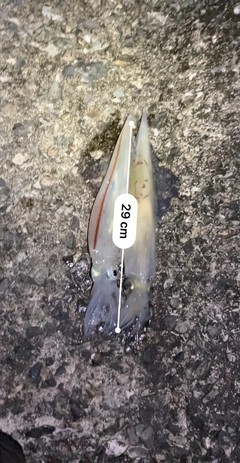 ヤリイカの釣果