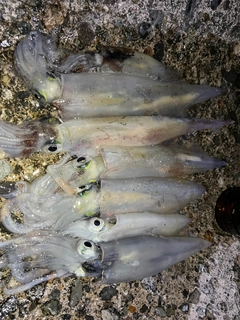 ヤリイカの釣果