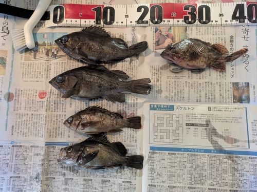 メバルの釣果