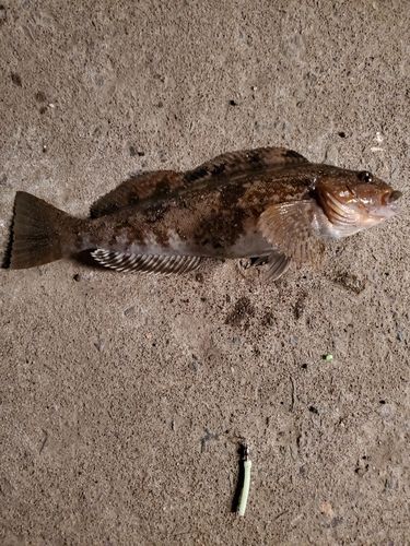 アブラコの釣果