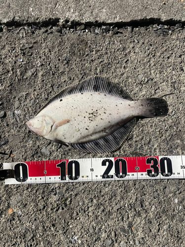 クロガシラガレイの釣果