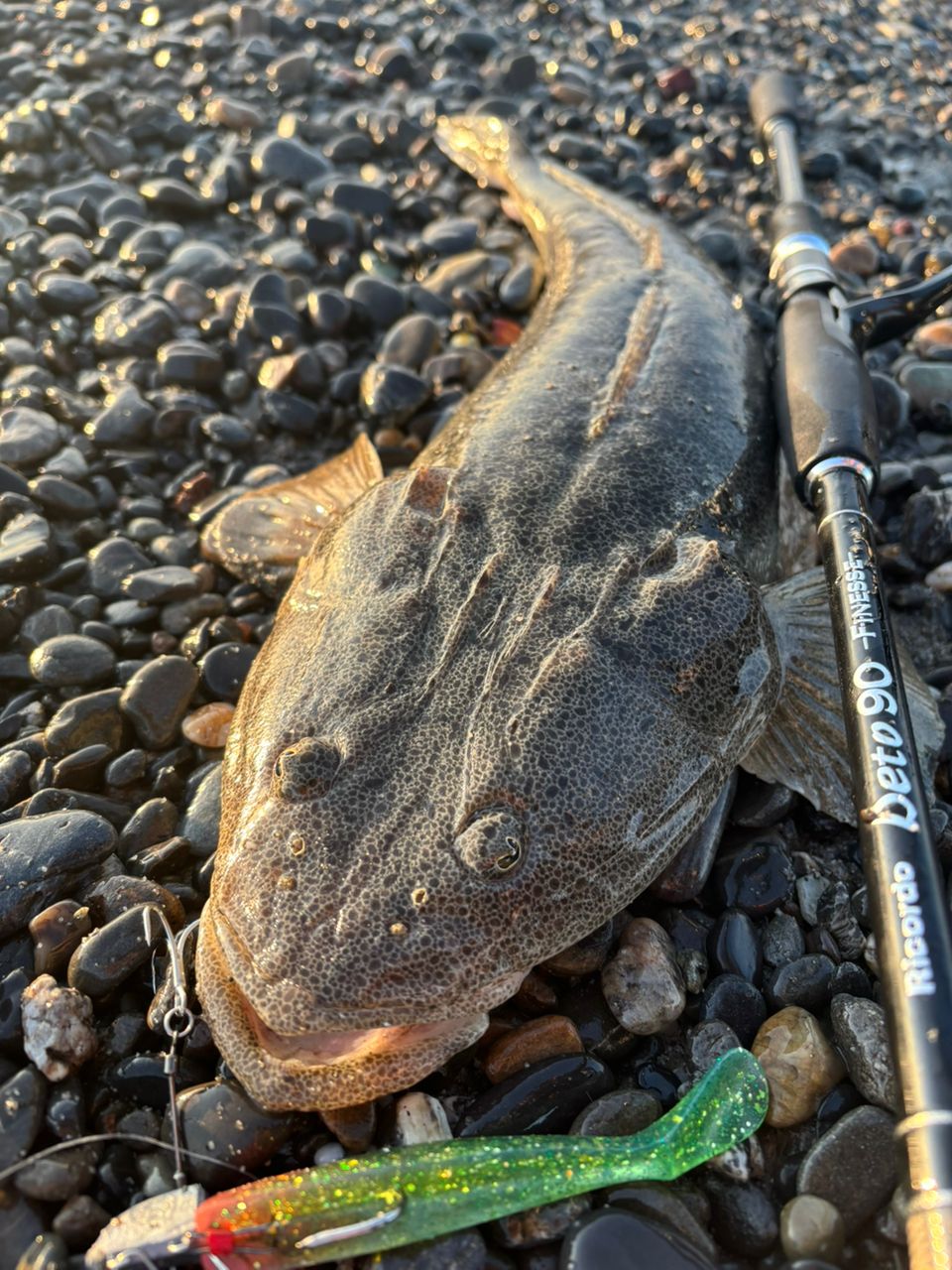 マゴチ