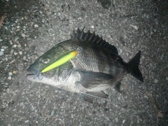 クロダイの釣果