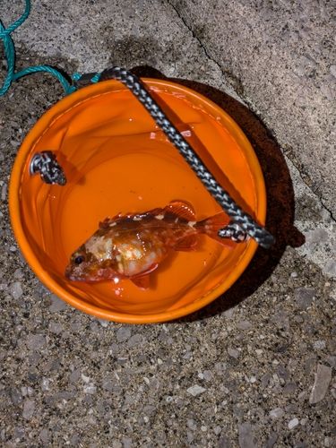 カサゴの釣果