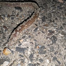 アナゴ