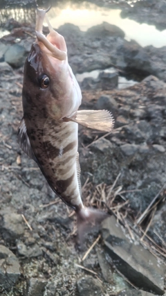 ホッケの釣果