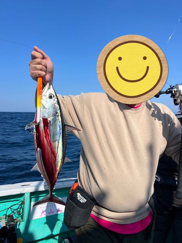 ビンチョウマグロの釣果