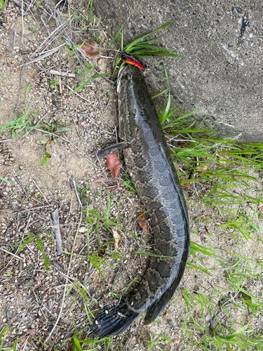 ライギョの釣果