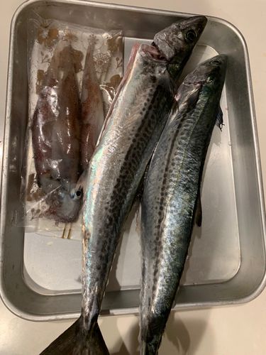 サゴシの釣果