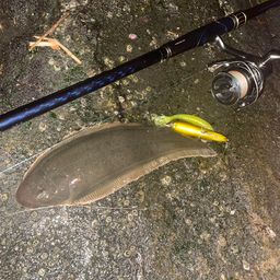 クロウシノシタ