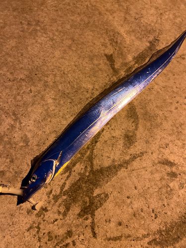 タチウオの釣果