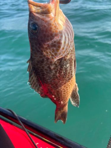 オオモンハタの釣果