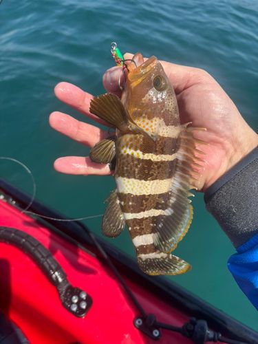 アオハタの釣果