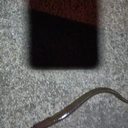 アナゴ