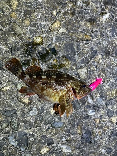 ソイの釣果