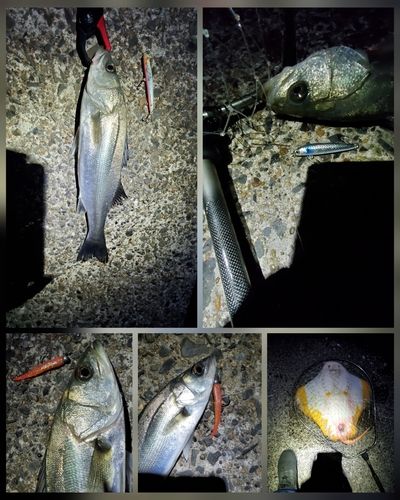 フッコ（マルスズキ）の釣果