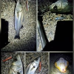 フッコ（マルスズキ）