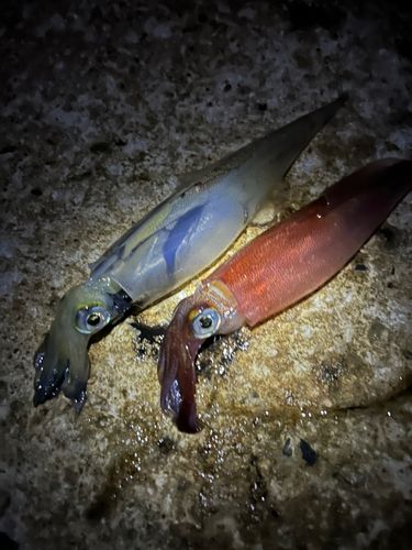 ヤリイカの釣果