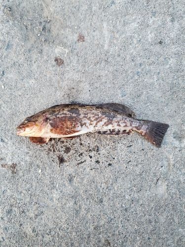 アブラコの釣果