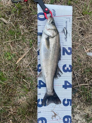 セイゴ（マルスズキ）の釣果