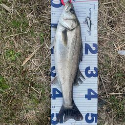 セイゴ（マルスズキ）