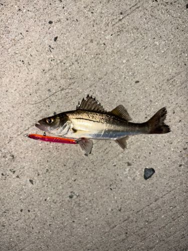 セイゴ（マルスズキ）の釣果