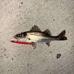 セイゴ（マルスズキ）