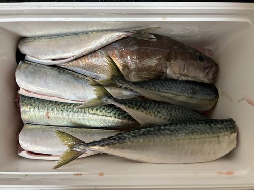 サバの釣果