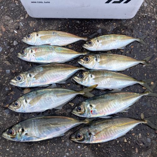 アジの釣果