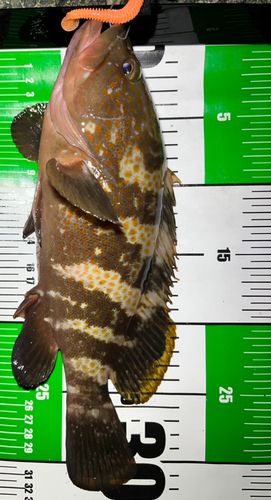 キジハタの釣果