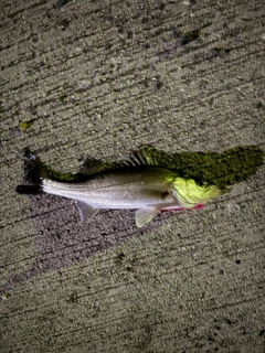 セイゴ（マルスズキ）の釣果